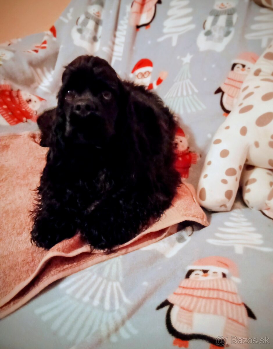 Americký kokeršpaniel/rodokmeňom fci - 5