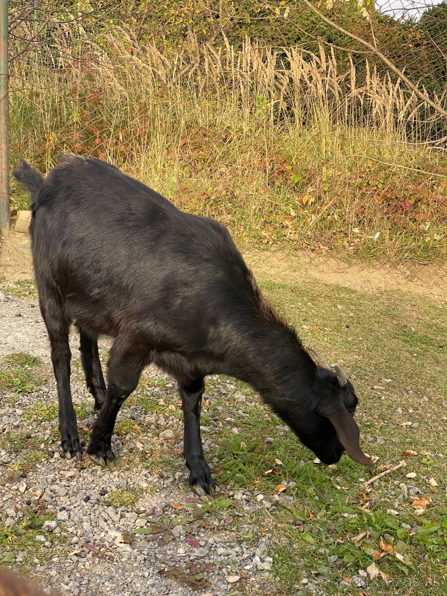 Anglonubijská koza - 5