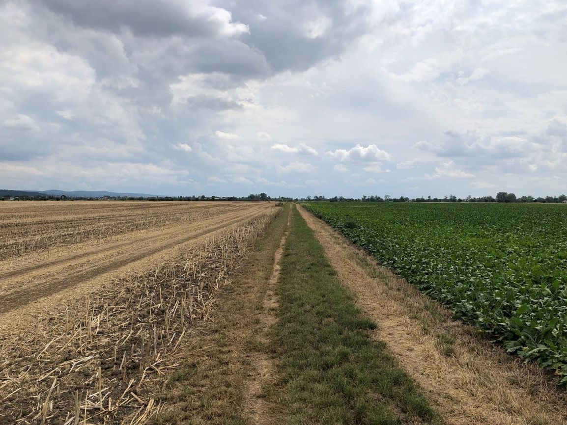 Piešťany – 3.050 m2 ORNÁ PÔDA v podiele 1/1 – Predaj - 5