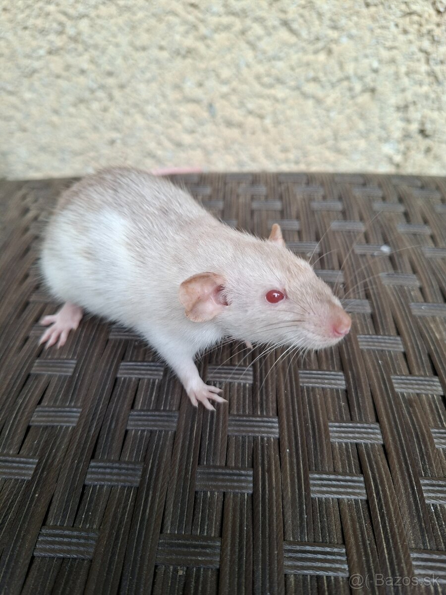 Predám potkanika Dumbo - 5