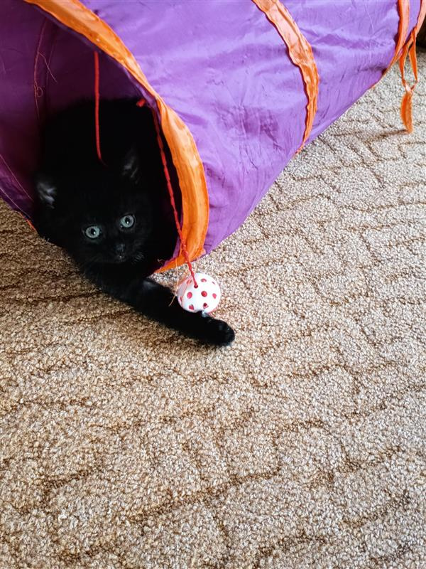 Darujem mačiatka - 5