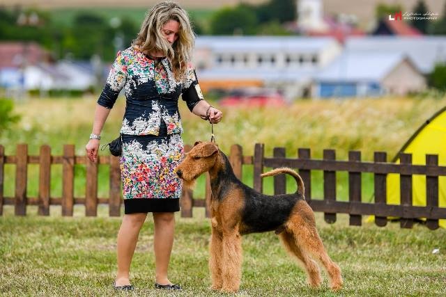 Airedale teriér / Erdelterier - šteniatka s PP - 5