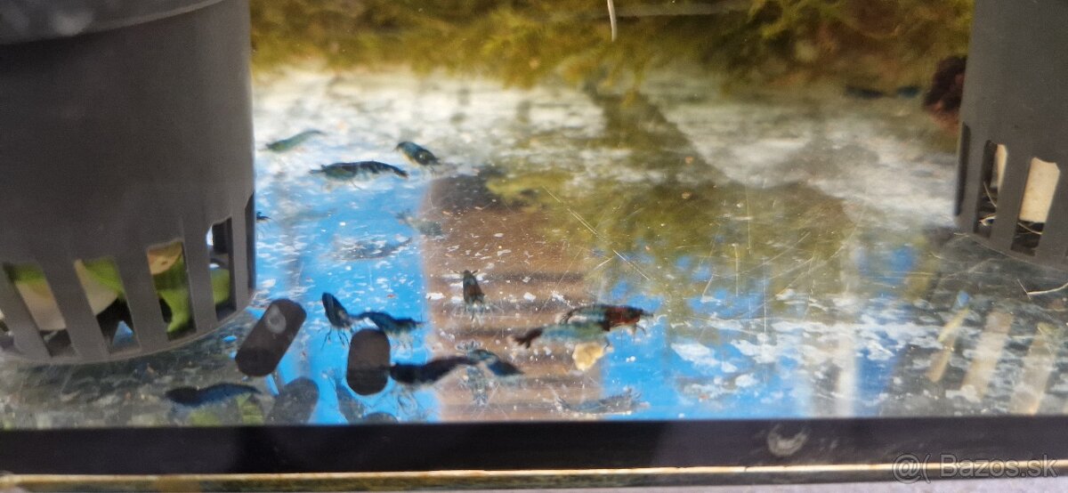 Krevety Red Cherry, Blue Dream - 5