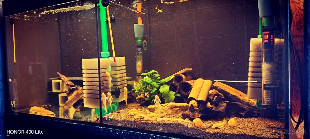 Ancitrus,gold Albino - 5