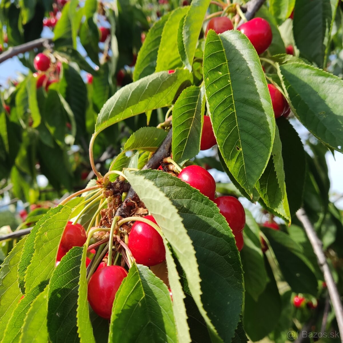 🍒🍒čerešne 🍒🍒 - 5