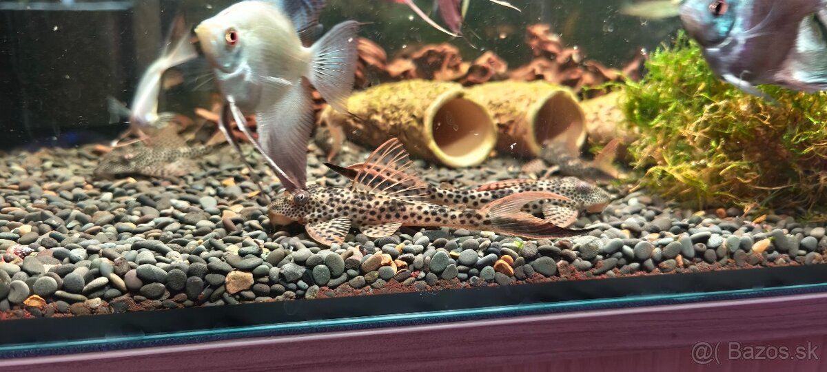 Squaliforma emarginata L011 - 5