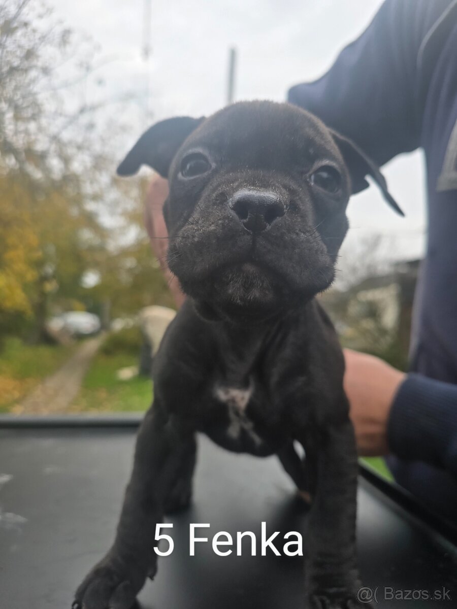 American bully pocket - 5