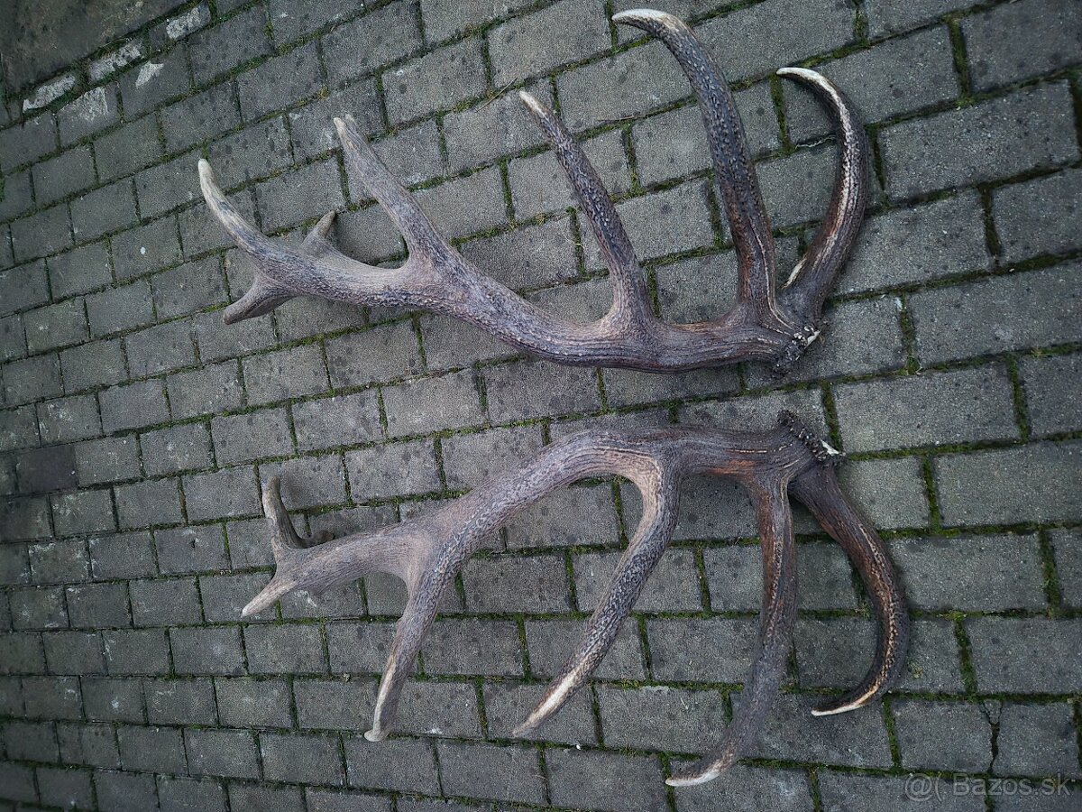 Trofej trofeje paroh parohy parozie zhody - 5