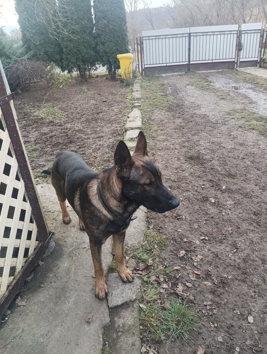 Steniatko nemecký ovčiak - 5