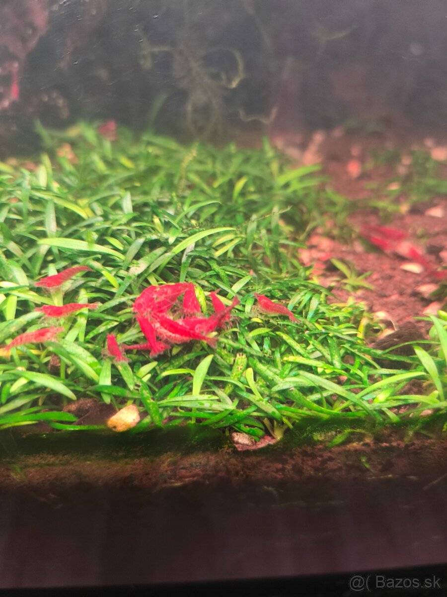 Predám krevetky - 5