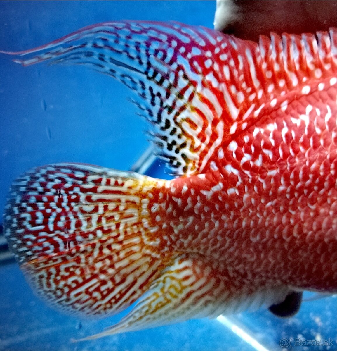 Flowerhorn pár - 5