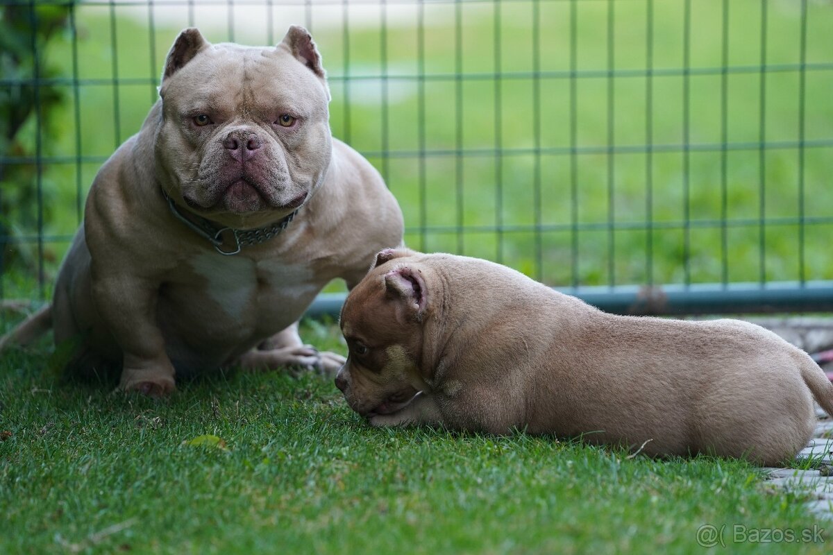 American Bully - 5