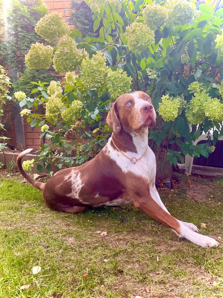 Louisianský leopardí pes - šteniatka s PP - 5