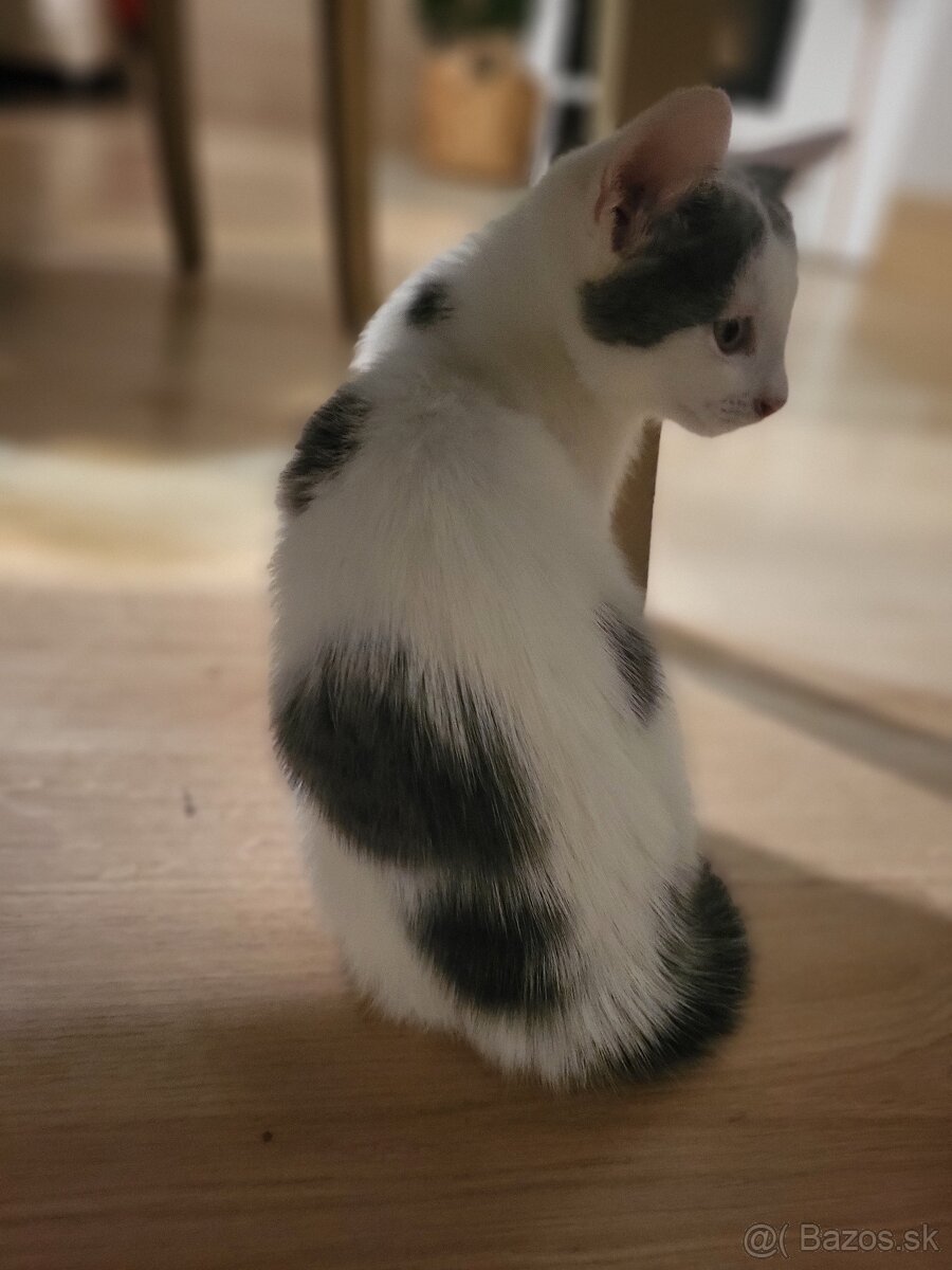 Darujem maciatko - 5