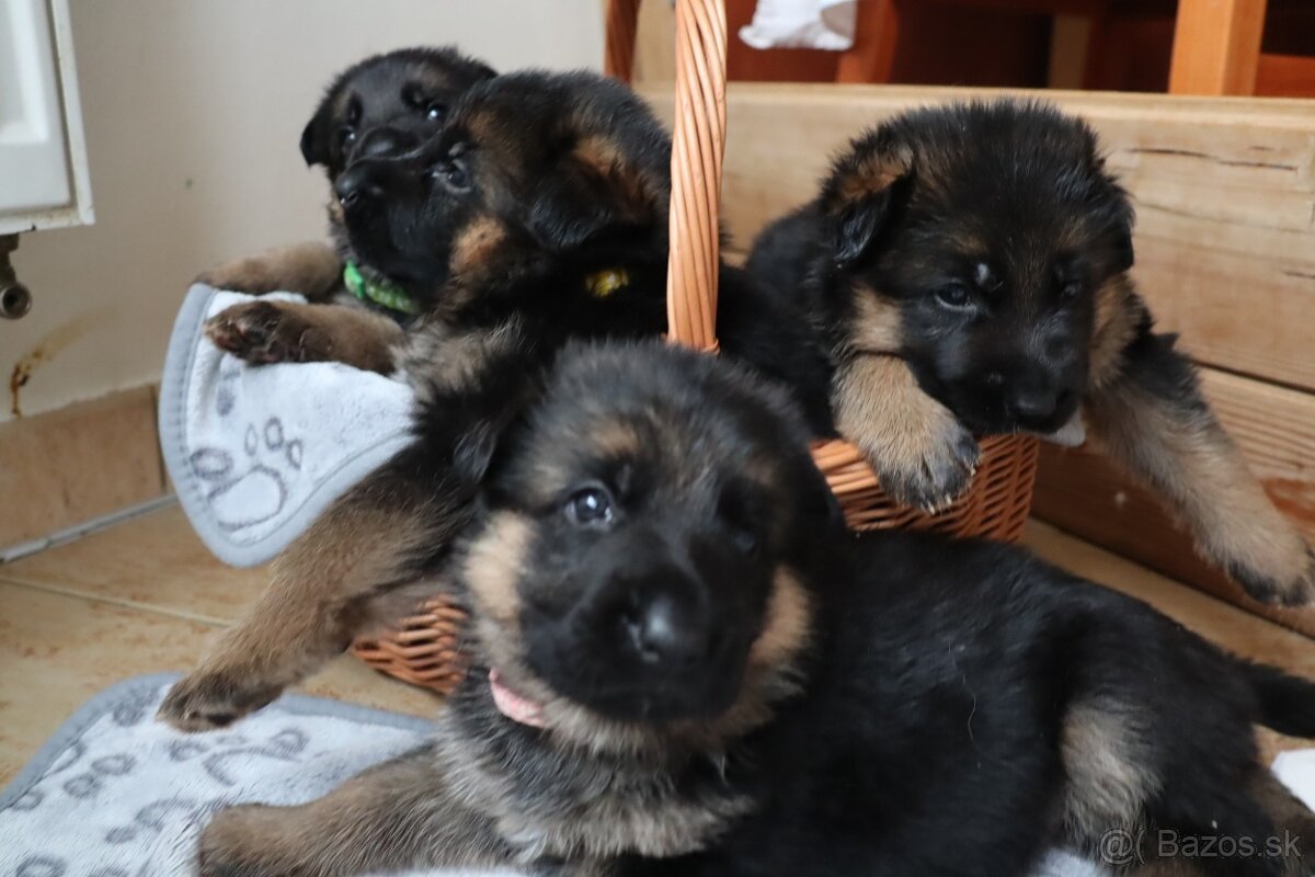 NĚMECKÝ OVČÁK S PP - 5