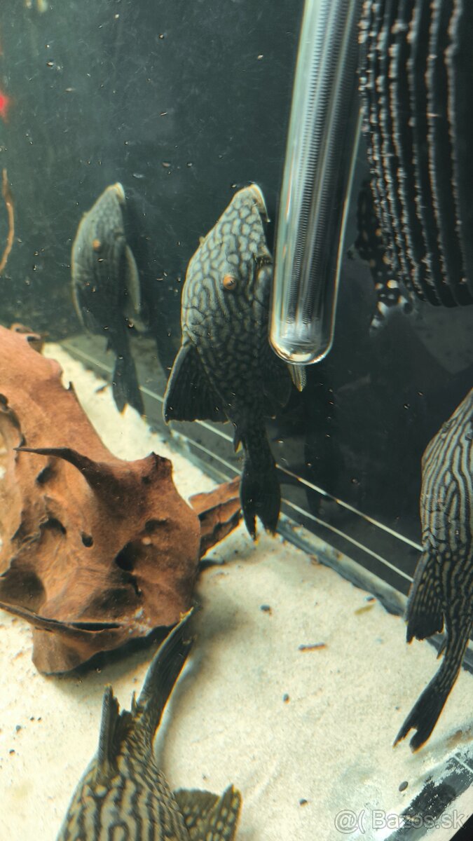 Panaque SP Spotted L330 - 5