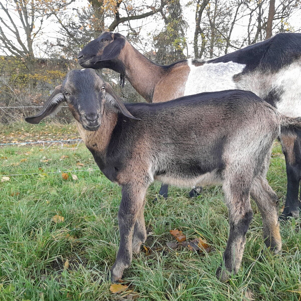 Mohutný podielový AN capko (pred tym zle t.c. predaj/výmena - 5