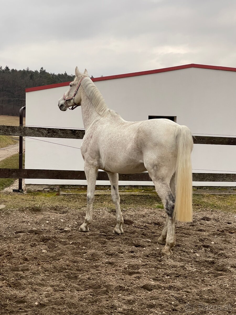 Šimla belgického teplokrevníka - 5