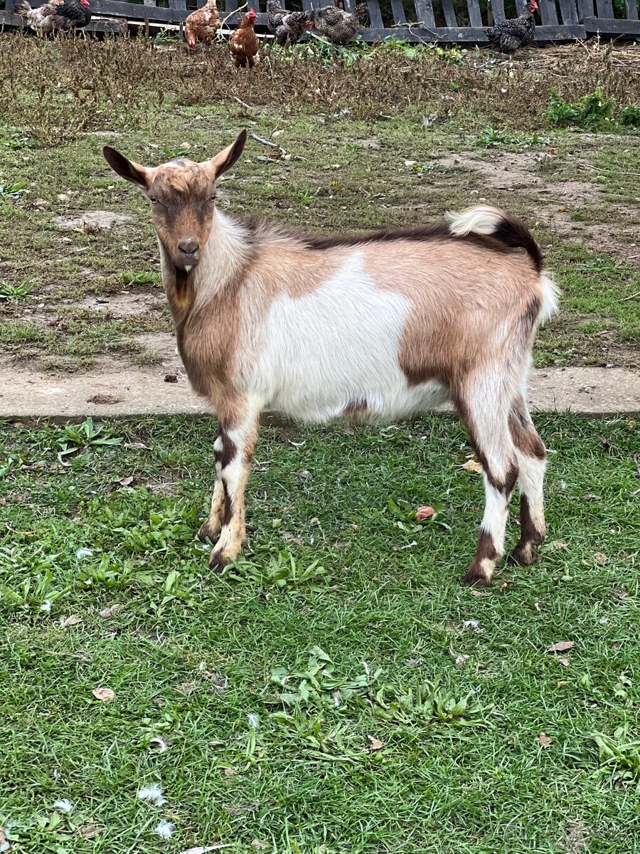 Predám kozliatka - 5