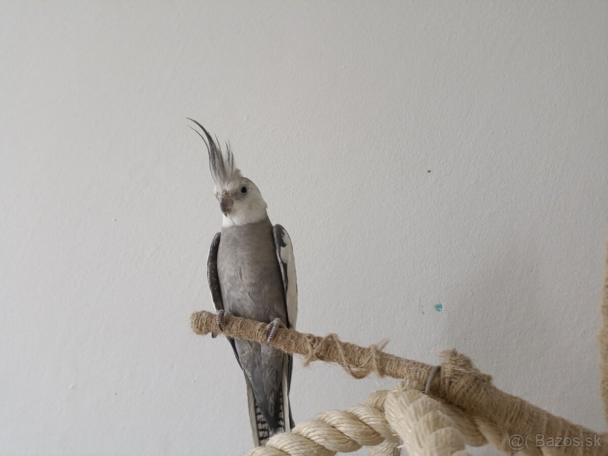 Predám papagáje, samec aj samica - 5