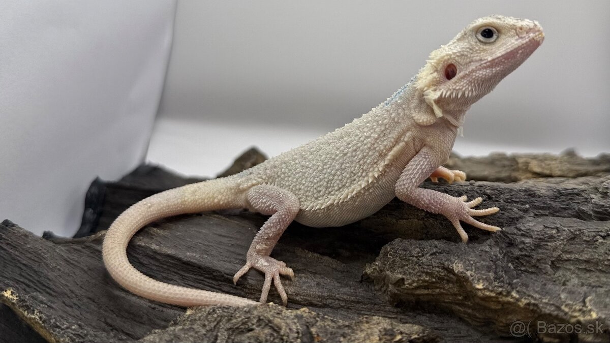 Agama bradata - Zero , het Zero 🦎 - 5