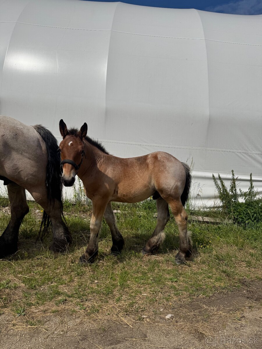 Arden kobyla +zrieba - 5