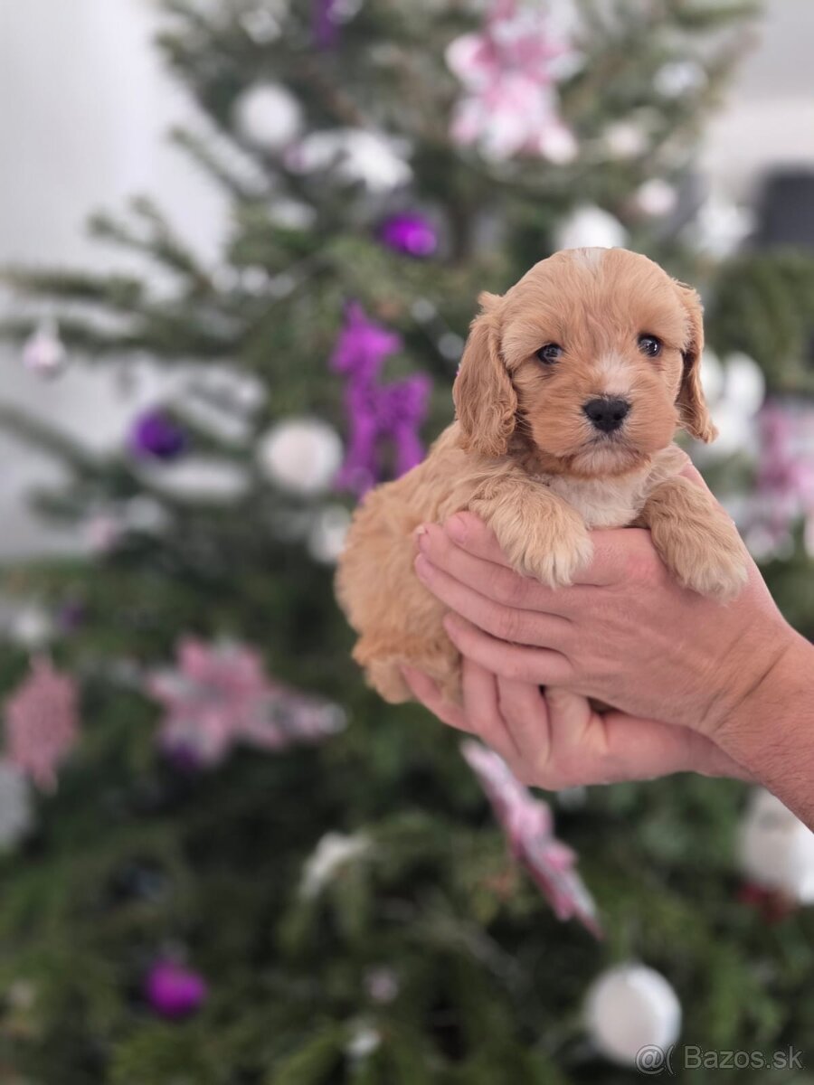 Cavapoo - 5