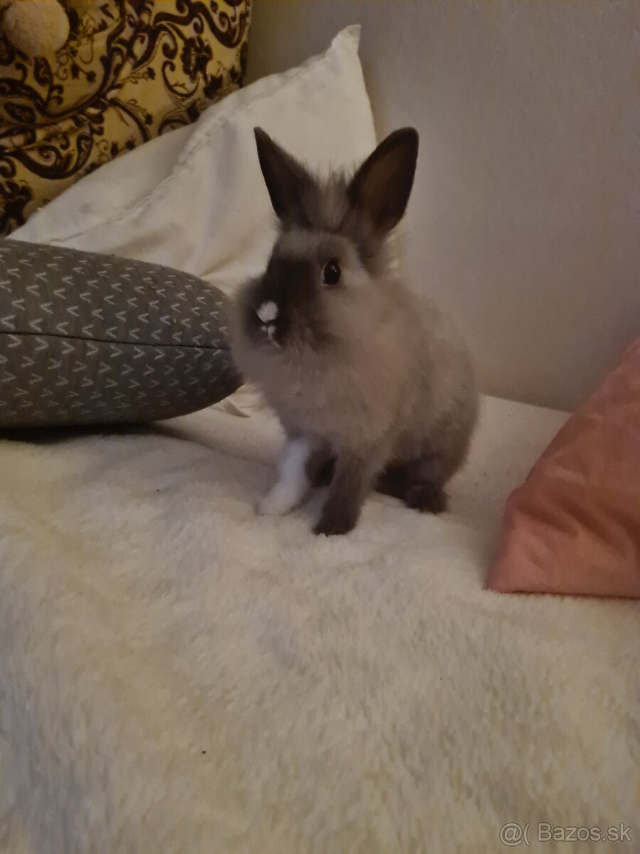 Zajačik Sky 💝 - 5