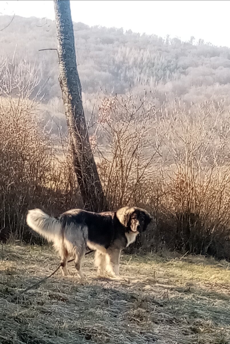 Rumunský ovčiak karpatin - 5