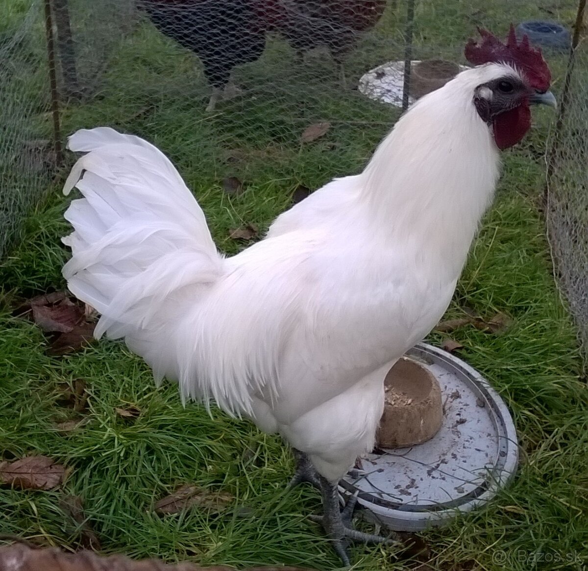 Kohút Ga H Mong - 5