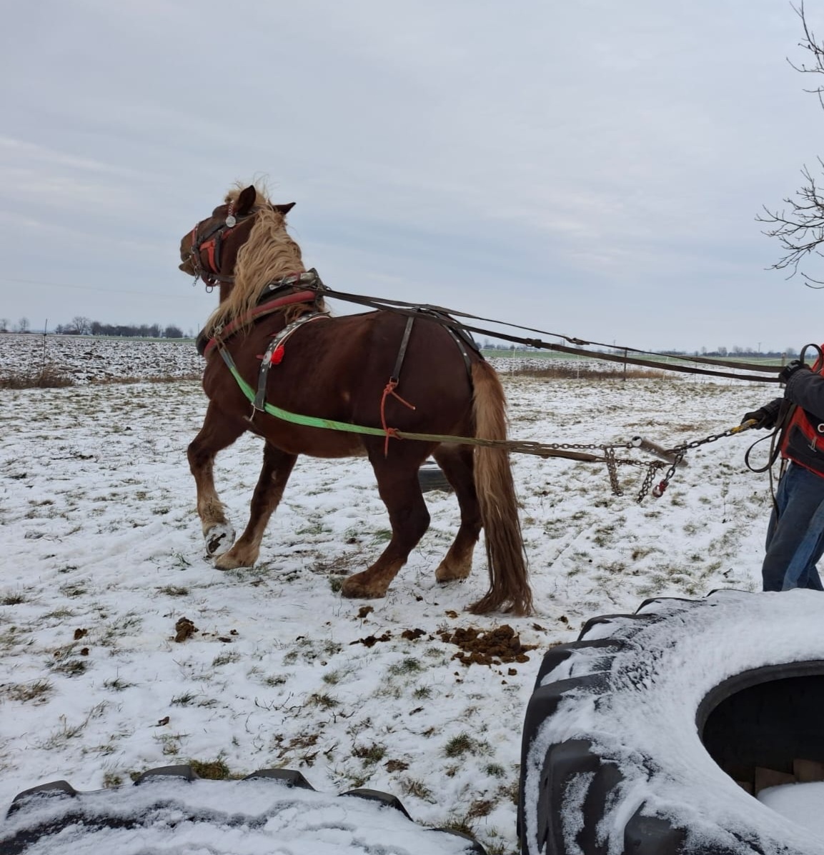 Slezsky Norik zrebec - 5