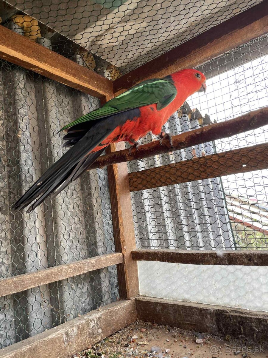 Papagáj kráľovský - 5