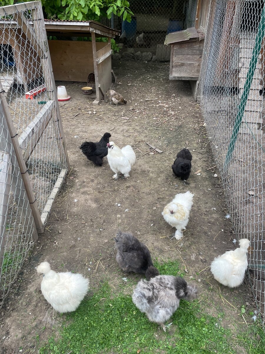 Hodvábnička-kuriatka - 5