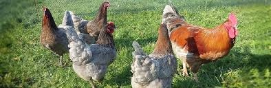 Nasadové vajíčka- mix gazdovský dvor - 5