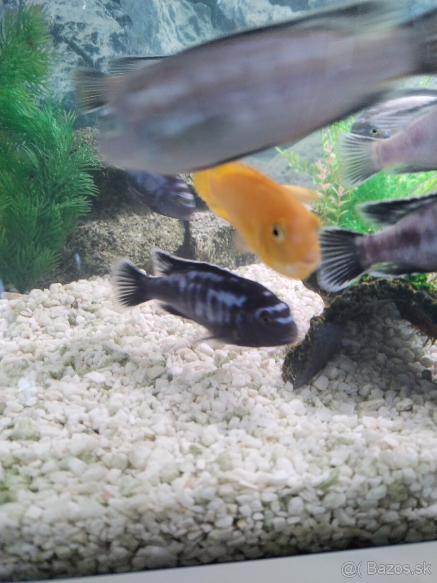 Akváriové ryby - 5
