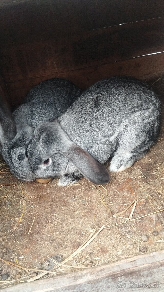 Predám chovné samice - 5