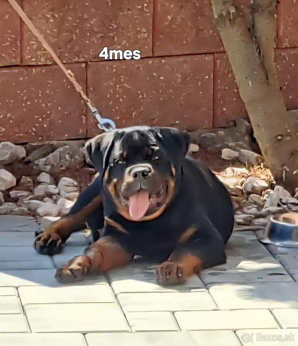 Rotvajler, rottweiler - 5