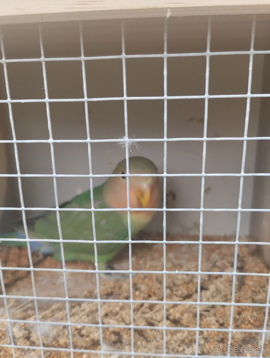 agapornis ružovohrdlý 1 - 5