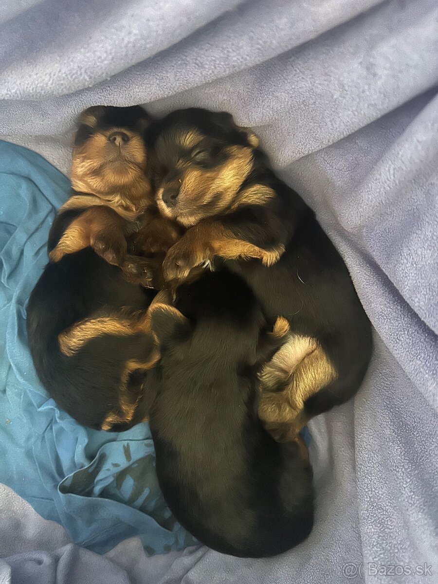 Yorkshirsky teriér s rodokmeňom - 5