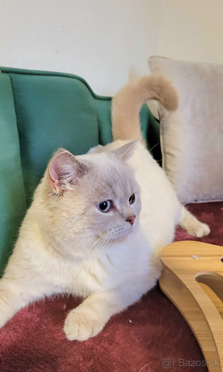 ŠKÓTSKE MAČKY s PP/ TICA 151 - 5