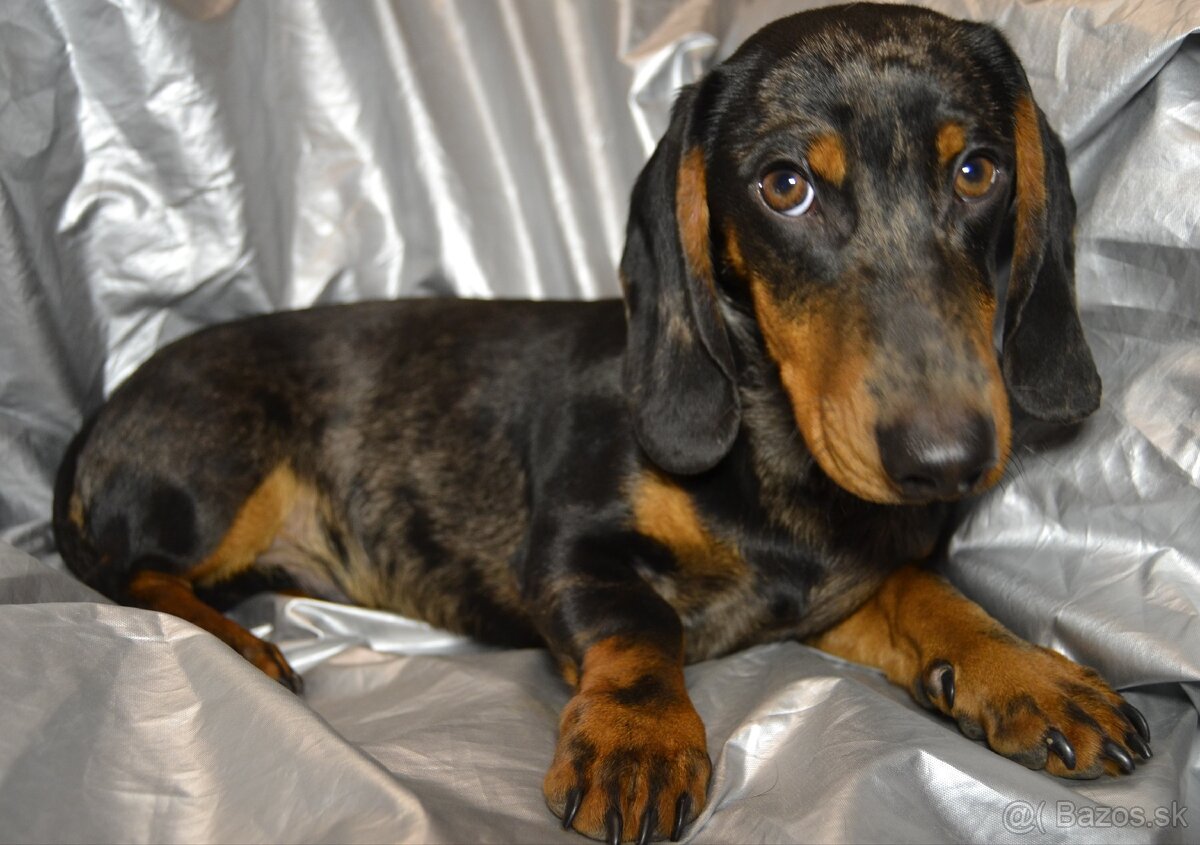 ❗Krásny trpasliči merle 🐕jazvečík🐕chlapec♂️ - 5