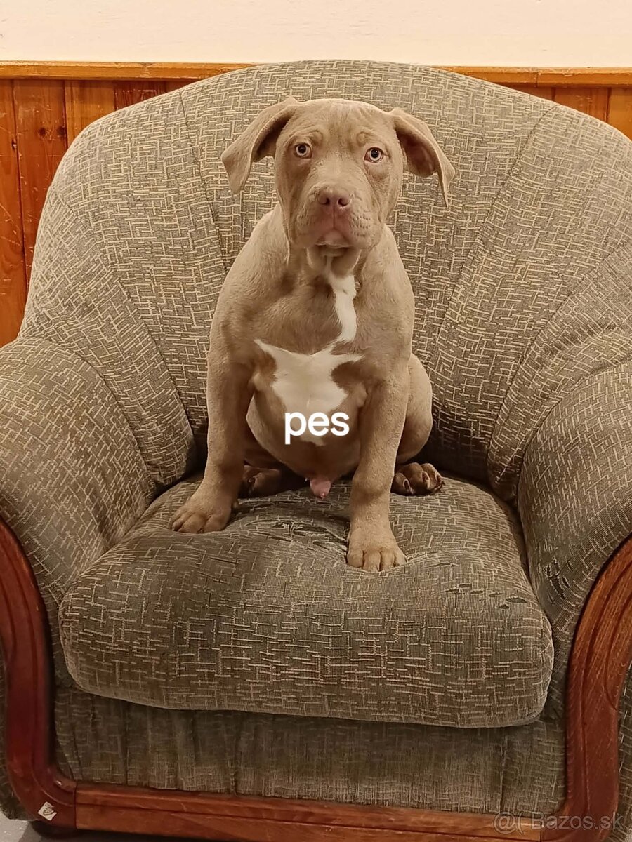 American Bully XL,XXL - 5