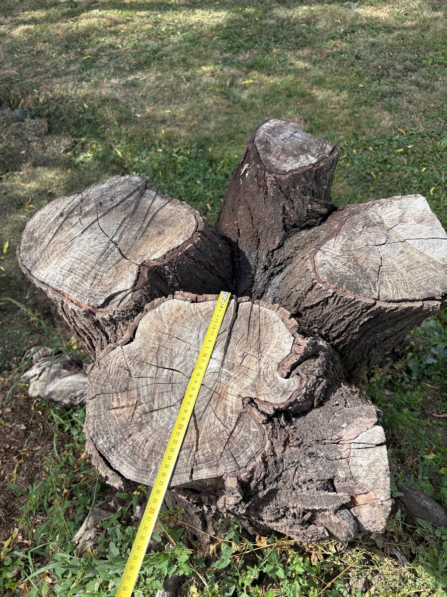 Peň stromu - 5
