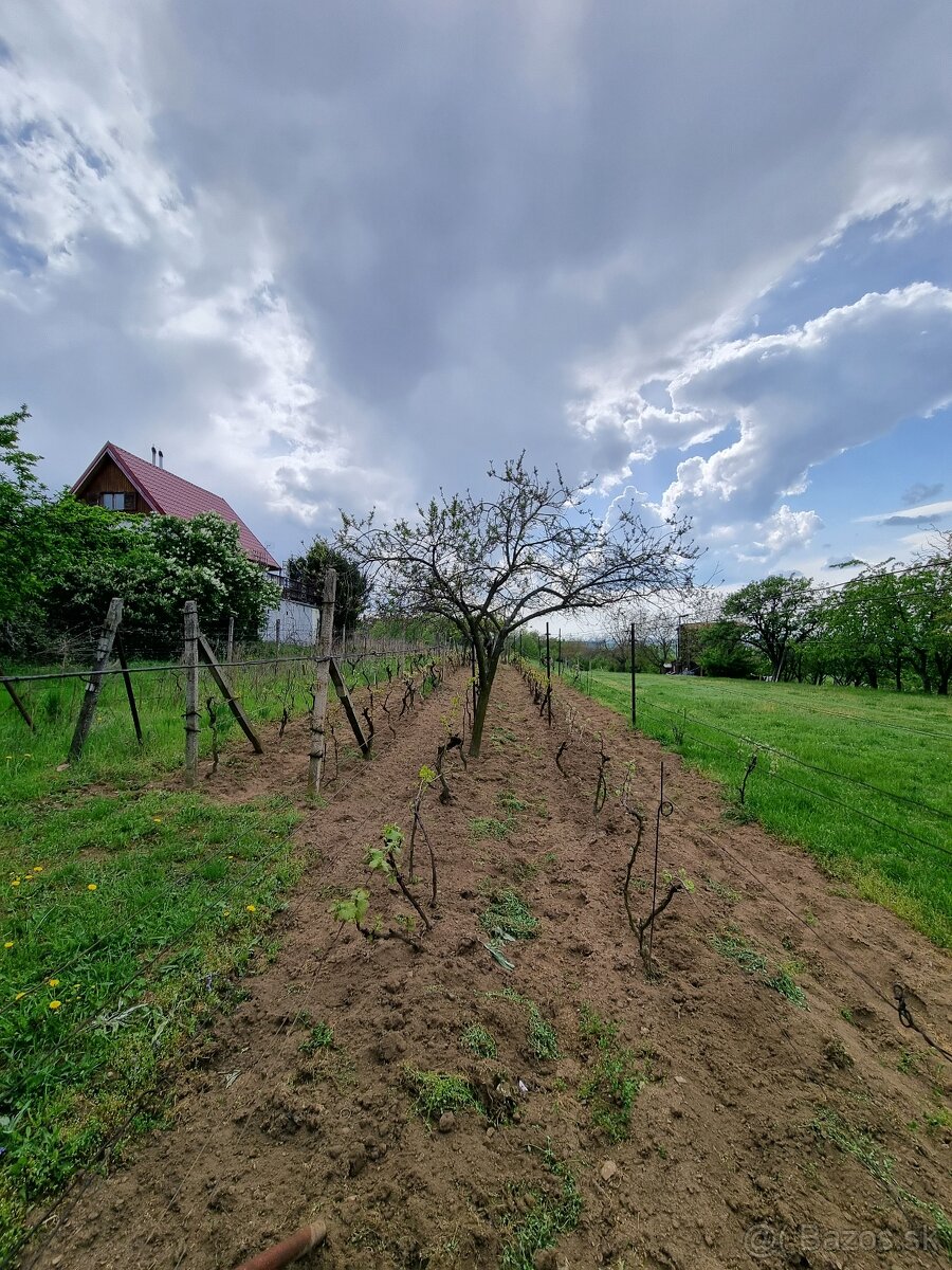 Na predaj vinohrad v meste Skalica - lokalita Žobráky - 5