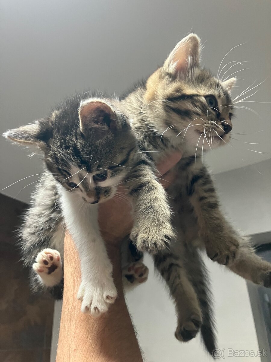 Mačiatka - 5