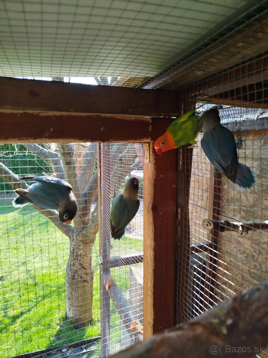 AGAPORNIS ŠKRABOŠKOVY A FISCHER - 5