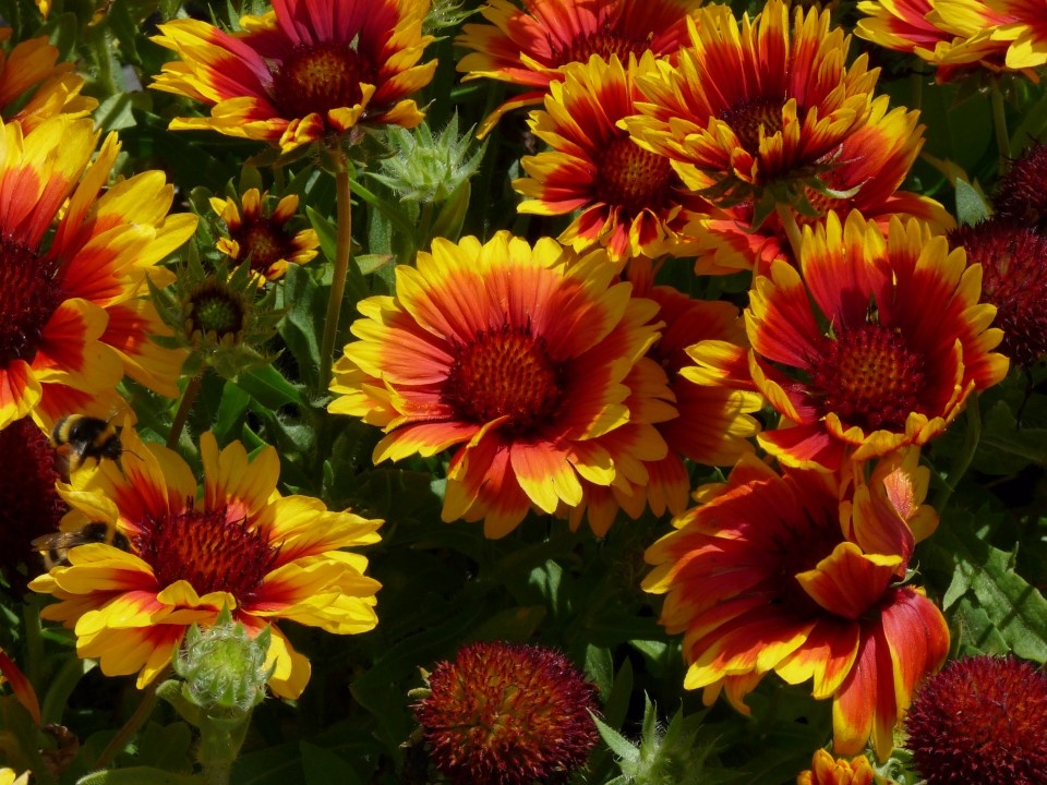 Kokarda osinatá - 5