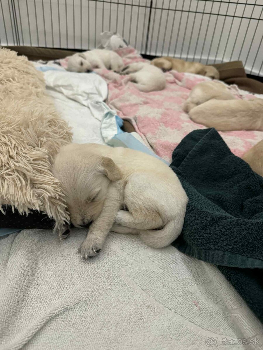 Predaj / Rezervácia šteniatok Zlatého retrievera - 5