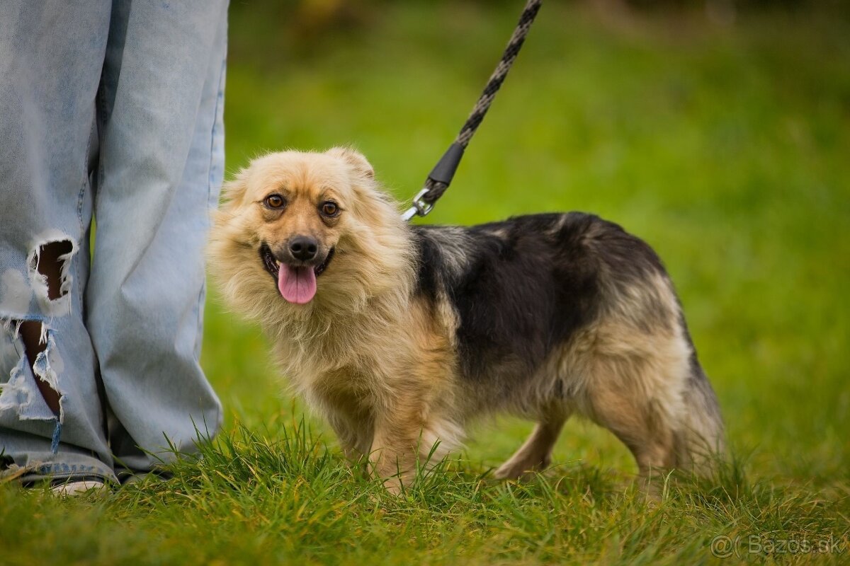 Darujem malú jemnú chlpatú sučku - mix špic Čita - 5