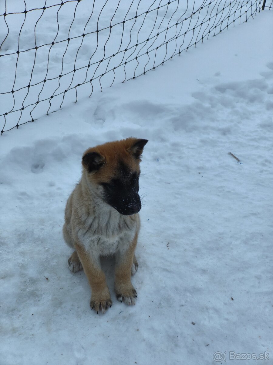 Predám šteniatka - 5